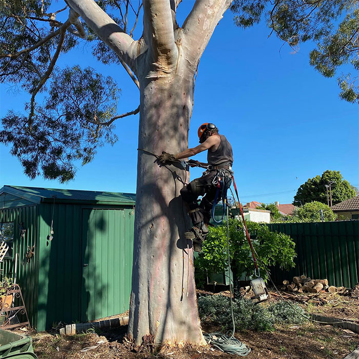 Tree climber working on a large Adelaide tree