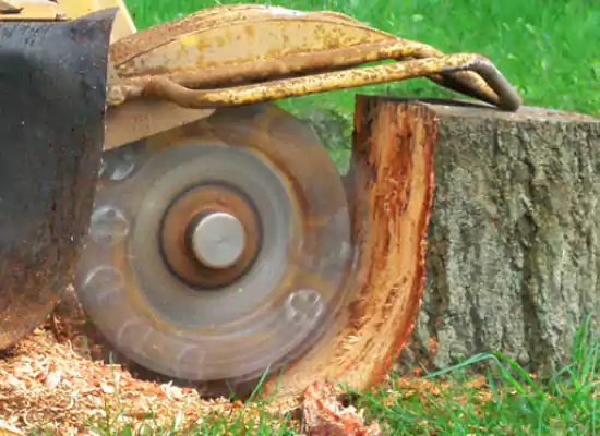 Stump grinding equipment cutting timber